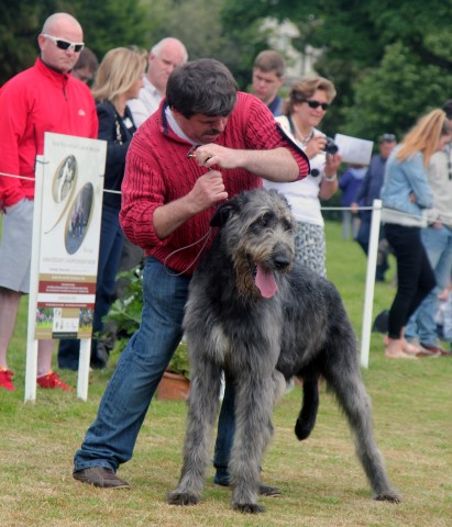 Farmleigh 2015 06 14 - Patrick Hugh Lynch (122) (Small)