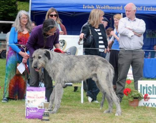 Farmleigh 2015 06 14 - Patrick Hugh Lynch (136) (Small)