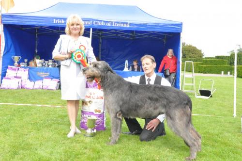 Rescue & Rehoming - Irish Wolfhound Club of Ireland